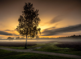 Fototapeta na wymiar Tree in the morning fog