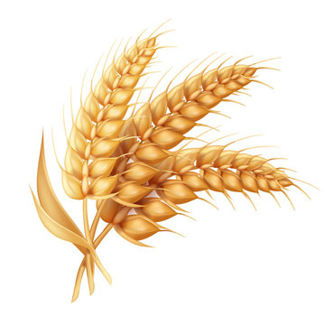 Barley ear with leaves realistic isolated. Wheat vector icon