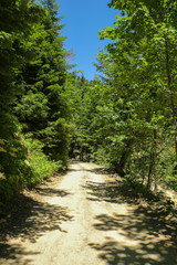 Fototapeta na wymiar Mountain road in the forest. Macadam road through the forest