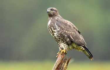 Common buzzard (Buteo buteo)