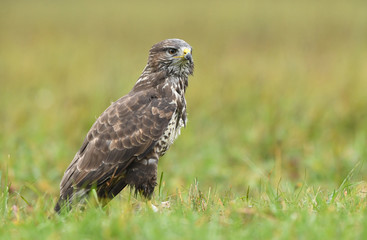 Common buzzard (Buteo buteo)