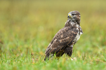 Common buzzard (Buteo buteo)