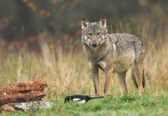 Naklejka na ściany i meble Gray wolf (Canis lupus)