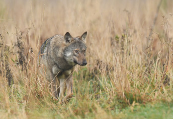 Gray wolf (Canis lupus)