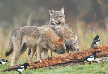 Foto auf Acrylglas Wolf Grauer Wolf (Canis lupus)