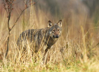 Gray wolf (Canis lupus)
