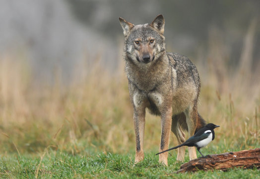 Gray wolf (Canis lupus)