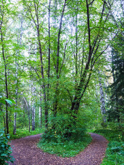 The green of the trees in the forest formed by paths. Saturated colors, a clear summer day.