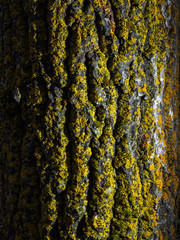 Closeup of a tree bark texture with a moss. Red moss on a tree. The bark of the tree is covered with an orange moss. This is not an ordinary moss.