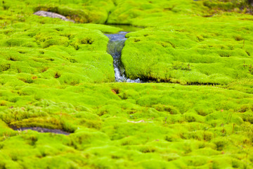 Iceland Small River Stream with green moss