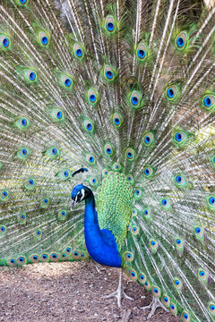 Peacock taken head on, pavo cristatus