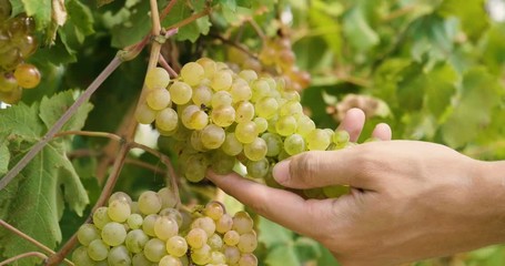 hand of farmer in September check and collects the selected grape bunches in Italy for the great harvest. bio concept, organic food, nature and fine wine handmade - Powered by Adobe