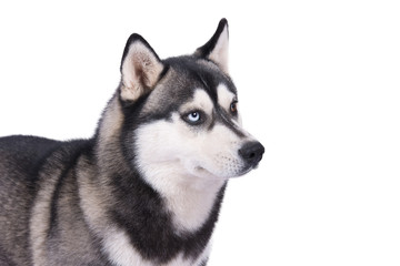 Husky Kopf mit blauen Augen vor weißem Hintergrund