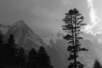 Black and White view of two highest trees in the foggy mountain forest. Concept of calendar about Caucasus Mountains in Russia. Black-and-white greyscale photo with high contrast.