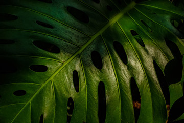 Fototapeta na wymiar Detail of tropical plant leaf