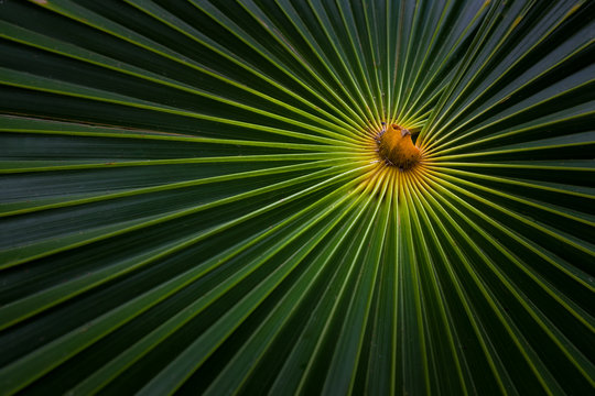 Detail of tropical Palm leaf