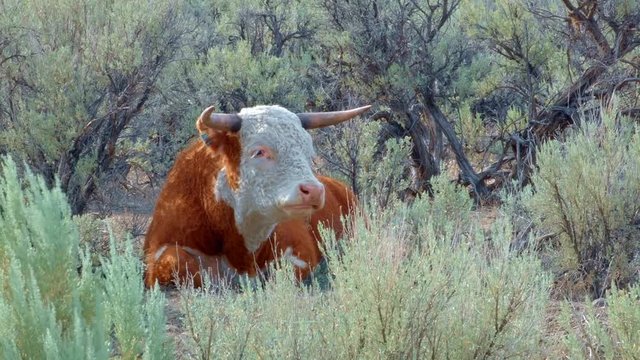 Big orange steer wild west 1 Cow Steens Mountain Near malheur Wildlife Refuge 1