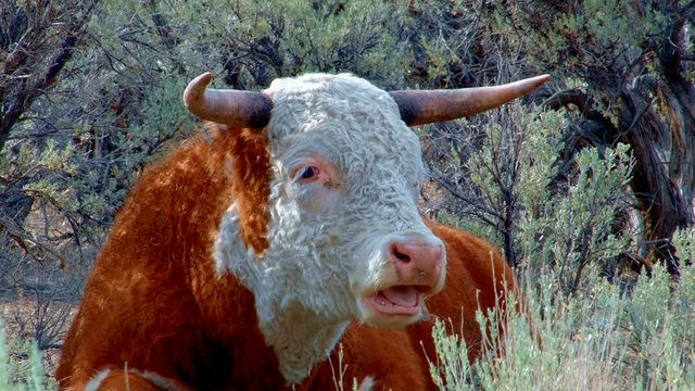 Big orange steer wild west 2 Cow Steens Mountain Near malheur Wildlife Refuge 2