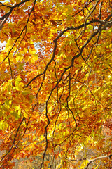 Autumn beech leaves on a tree in forest