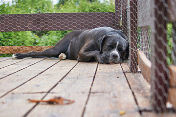 Duży czarny pies podobny do amstaffa siedzi na tarasie w letni dzień.