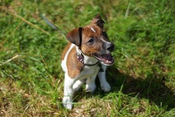 Jack Russell