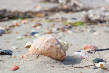 Big seashell and clams on coastal sands, sandy beach