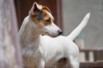 Jack russell terrier uważny na dworze. © Rajtar photography