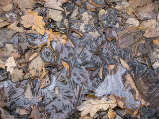 Autumn forest oak leaves under ice top view