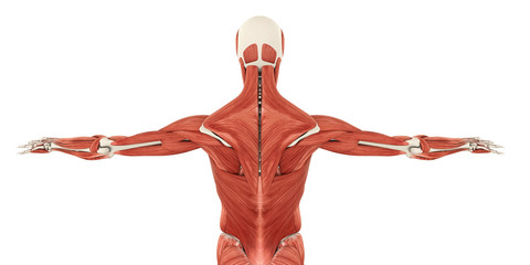 Muscles of the Back Anatomy - obrazy, fototapety, plakaty