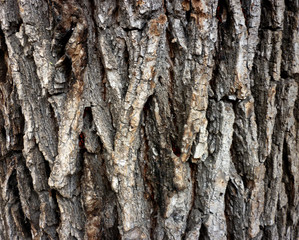 wood texture