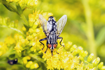 Macro photo of a fly. The housefly, Musca domestica, is a fly of the suborder Cyclorrhapha