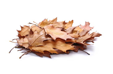 Acorn leaves, pile isolated on white background