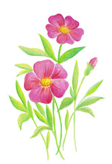 Obraz premium Bouquet of pink flowers abstract watercolor hand painted