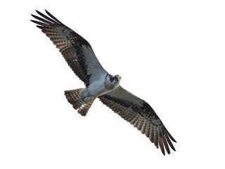 Osprey (Pandion haliaetus)
