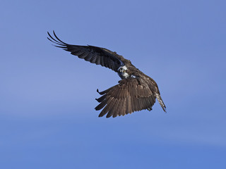 Osprey (Pandion haliaetus)