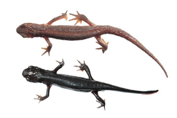 Fototapeta premium Two different species of newts isolated on white background. Common newt (Lissotriton vulgaris) and Japanese fire belly newt (Cynops pyrrhogaster)