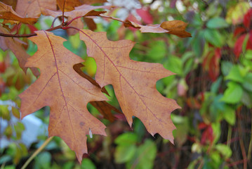 Brown autumn oak leaves on a branch in a macro