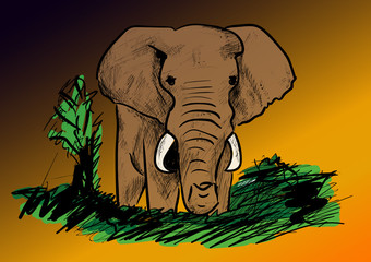  elephant