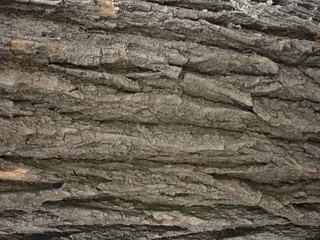 wood texture