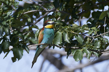 European bee-eater (Merops apiaster)