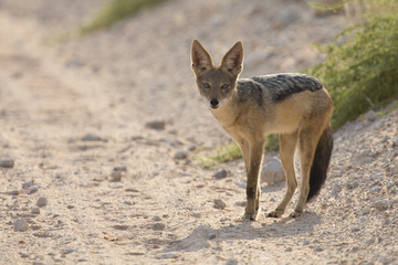 Black Backed Jackal walking in the Kalahari looking for food