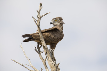 Brown Snake Eagle is perched in a dead tree