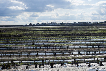 Culture d'huitres et de moules