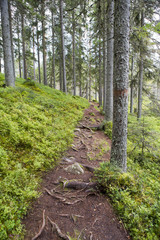 Path in the forest. Coniferous forest in the autumn day.