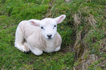 Newborn lamb rests in Grass © Erin