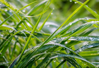 Abstract Background Wet Curved Grasses with Raindrops Balancing on Blades