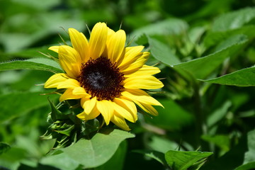 Sonnenblume auf grünem Feld