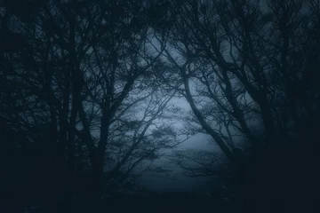 Poster scary gloomy forest at night © mimadeo