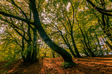 Fototapeta premium Forest silhouette 