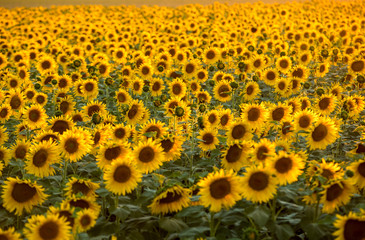 Sunflowers field near Arles  in Provence, France